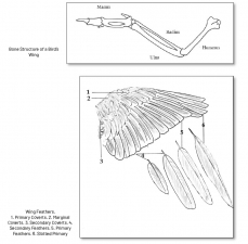 The English Longbow - Investigating a Myth Volume 1 : Performance and Employment, 1298-1485 - click to enlarge The English Longbow - Investigating a Myth Volume 1 : Performance and Employment, 1298-1485